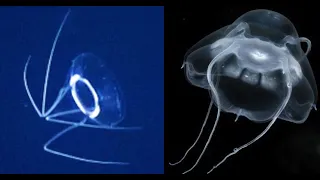 Unidentified Jelly - Deepsea Oddities: Unknown
