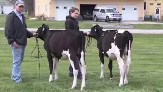 "Selecting Your Calf"