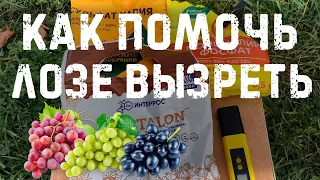 Как помочь вызреванию лозы на однолетних саженцах винограда