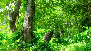 Весенний горный лес. Расслабляющее пение птиц для релаксации, медитации и сна, Relax 3 часа