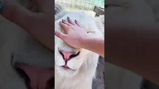 White Lion Chin Scratches! SO CUTE