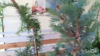 пополняю хвойную коллекцию🌲🌲