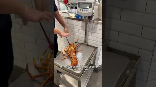 HOW TO BUY LOBSTER #SHORTS #COOKING