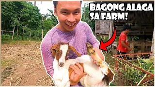 10,500 Pesos na Kambing ang Binili Ko para sa Farm