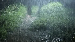 Continuous Rain on a Quiet Forest Road with Thunderstorm Sounds - Heavy Rain Sounds for Sleeping