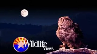 Arizona Wildlife Views Promo