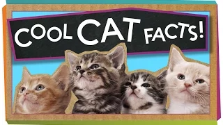 3 Cool Facts About Cats!