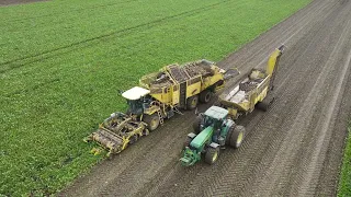 JOHN DEERE 8310 EISENSCHWEIN MIT ÜBERLADEWAGEN UND 2 ROPA TIGER - Rübenernte 2023 /  Beet harvest