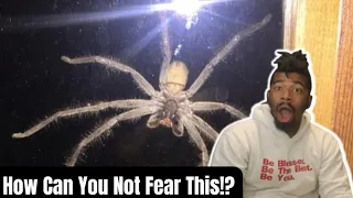 Terrifying Giant Spiders: Australia's Creepy Crawlers