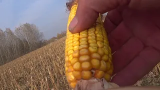 Кукуруза 70ц по No-Till! Такого урожая у нас ещё не было.