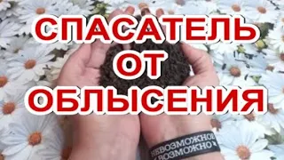 ⛔Не Смывать! Бесплатное Самое Сильное Средство от Облысения! Для Быстрого Роста Волос!