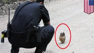 Viral video shows Colorado cop talking to adorable baby tiny owl in the street - TomoNews