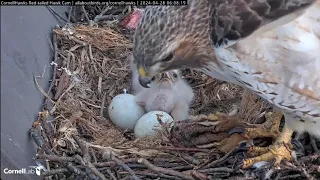 Cornell Lab  Red-tailed Hawks- Myszołowy rdzawosterne- Śniadanie maluszków🐥🌹🍀🐥🌹🍀🥚🍀🌹🥚🍀🌹28/04/2024