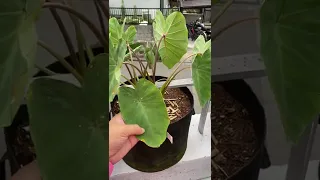 Growing taro in 5 gallon grow bag with Full Sun & Partial Shade!