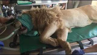 360 Video: Up Close & Personal With Lions TEETH | The Lion Whisperer
