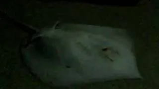 Watched a stingray being caught at Bedok Jetty, by chance