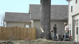 A 80 foot Oak tree felled by Ben and freinds 176 years old.