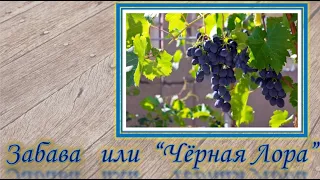 Забава виноград