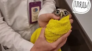 Owl Luchik visited the veterinarian, which is not at all happy. Maria Markina told about her life