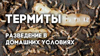 Возможно ли содержать термитов как домашних животных? Coptotermes formosanus - китайский термит.