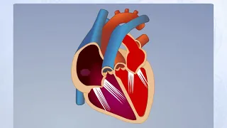 Фазы сердечной деятельности. Анатомия человека