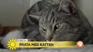 Lär dig katternas hemliga språk: ”Kurr betyder tack”  - Nyhetsmorgon (TV4)