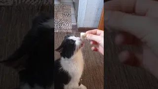 Прикол! кот Сеня ест блин с згущенкой с рук!!!!   #приколы #коты #згущенка #клас