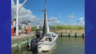 Texas City fisherman reels in 12 foot, 1,000-pound tiger shark