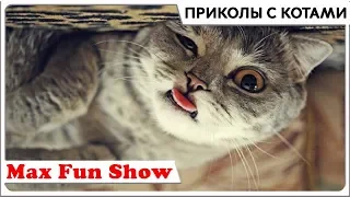 Приколы с котами . Смешные коты 2018 Funny Cats Coub