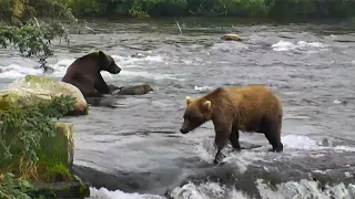 2017 08 24 BF Bear 503 letting 719 know "that's enough" Explore.org