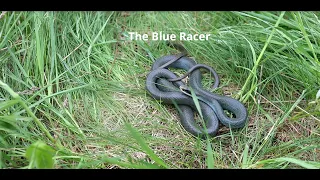 The Blue Racer