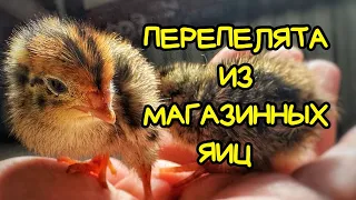 ПЕРЕПЕЛА из магазинных яиц. ЭКСПЕРИМЕНТ! 🐥🐣Птенцы Цыпа и Наггетс