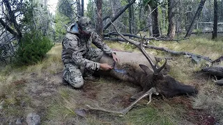 SOLO HNTR 10.4 "ARCHERY ELK" Bowhunting bull elk with Remi Warren