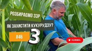 Совка , діабротика🌽 Що робити? ☝️Захист кукурудзи від Дробязко.