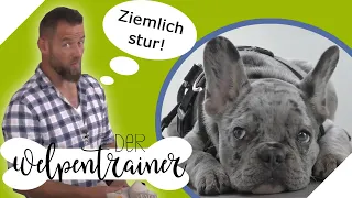 Achtung sturer Hund! Wie lernt dein Hund Grenzen zu akzeptieren? | Der Welpentrainer | sixx