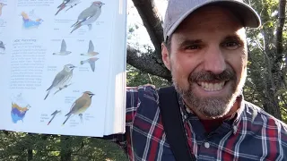 Cedar Waxwing - Learn A Bird: Episode #24