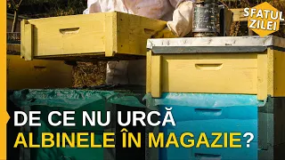 DE CE NU URCĂ ALBINELE ÎN MAGAZIE? - Sfatul Zilei