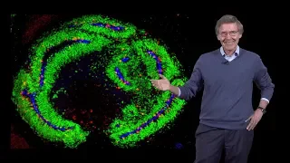 Arnold Kriegstein (UCSF) 2: Cerebral Organoids: Models of Human Brain Disease and Evolution