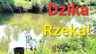 Cudowny Dzień na Dzikiej Rzece! Klasyczny Rzeczny Feeder i dzikie ryby! Wędkarstwo PZW