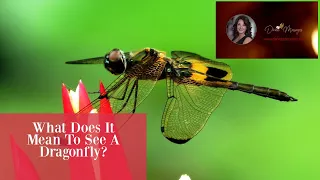 What Does It Mean To See A Dragonfly?