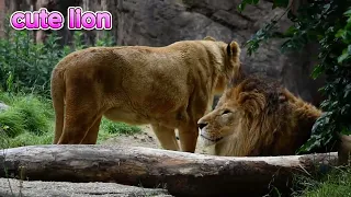 【friendly lion couple】Is my husband cheating on me?旦那は浮気しているのか？Gaou♂&Runa♀,Monaca♀　#zoo #猛獣 #lion