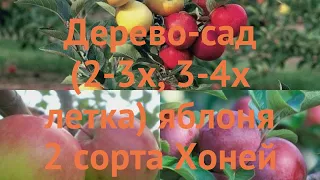 Яблоня обыкновенная Хоней Крисп - Китайка золотая ранняя 🌿 обзор: как сажать, саженцы яблони