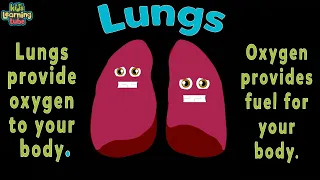 Lung Anatomy Song