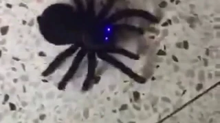 Remote Control Tarantula Eyes Shine black Spider