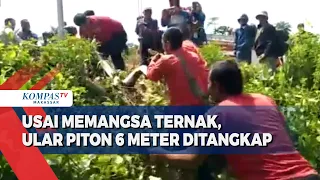 Usai Memangsa Ternak, Ular Piton 6 Meter Ditangkap