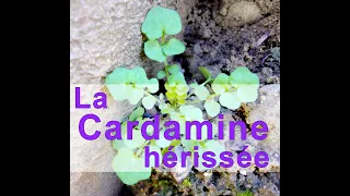 Plante sauvage d'hiver Goûtez la Cardamine Hérissée !