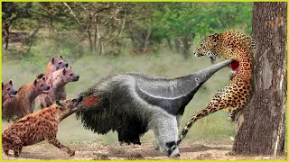 Mad Tamandua Attacks Leopards, Hyenas Protect Leopards From Tamandua | Wild Animals Attacks