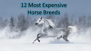 12 Most Expensive Horse Breeds In The World #horse #horses #animals #animal