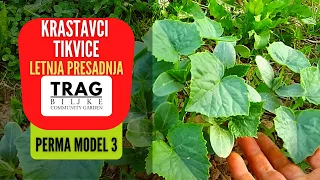 CUCUMBERS AND ZUCCHINI SUMMER TRANSPLANTATION - PERMA MODEL 3 (2021) [TRACE OF THE PLANT]