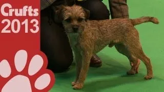 Border Terrier - Best of Breed - Crufts 2013